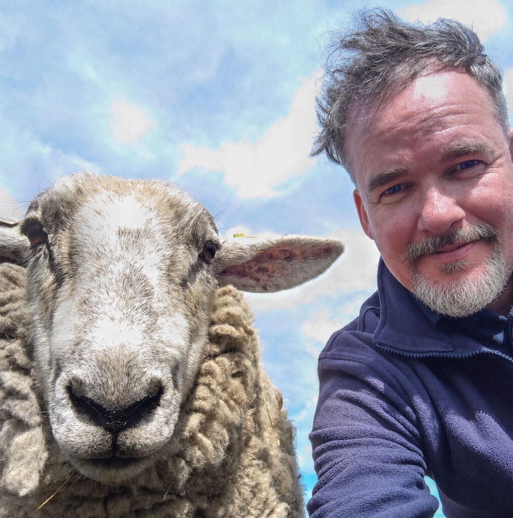 sheepselfie
